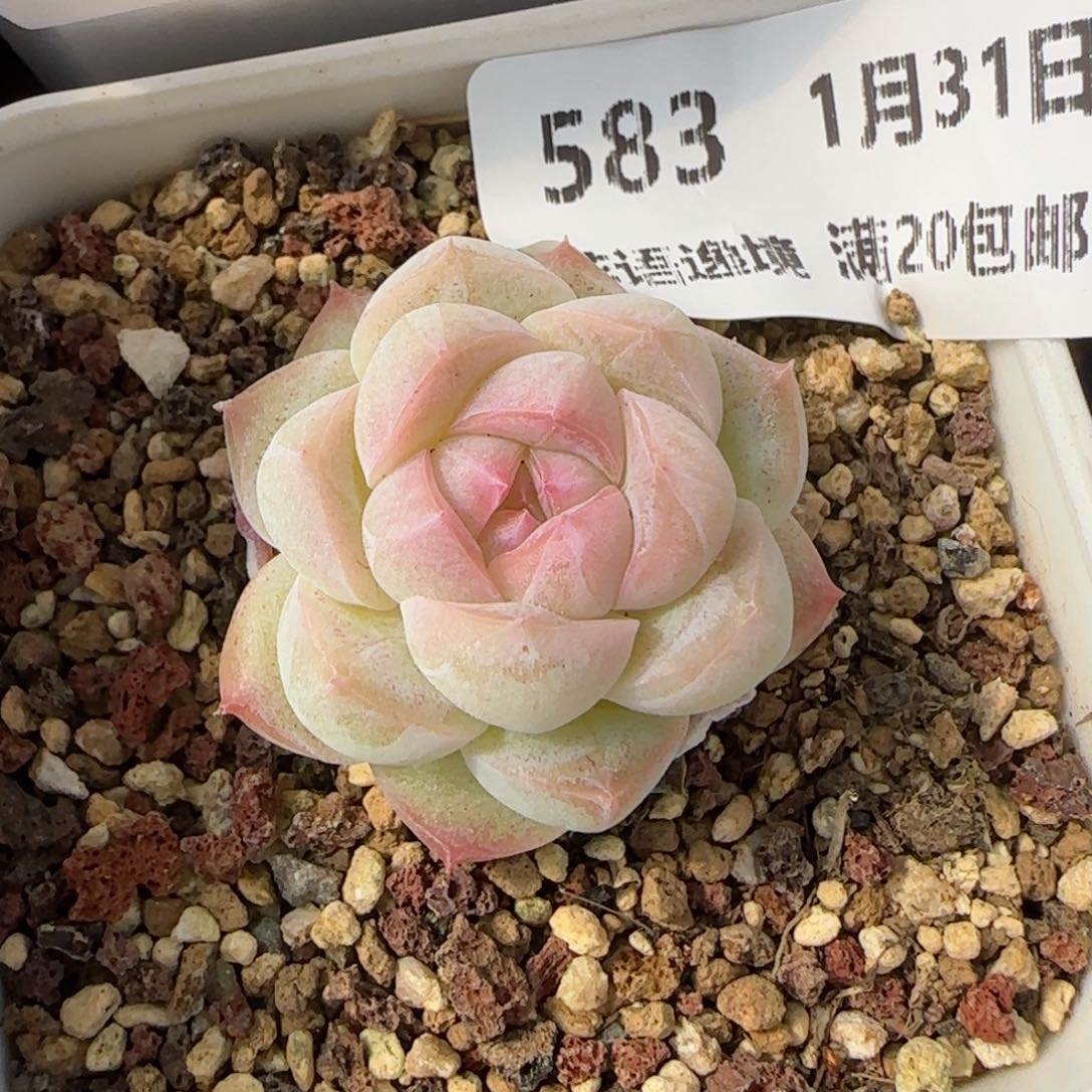 花语逸镜0131-583