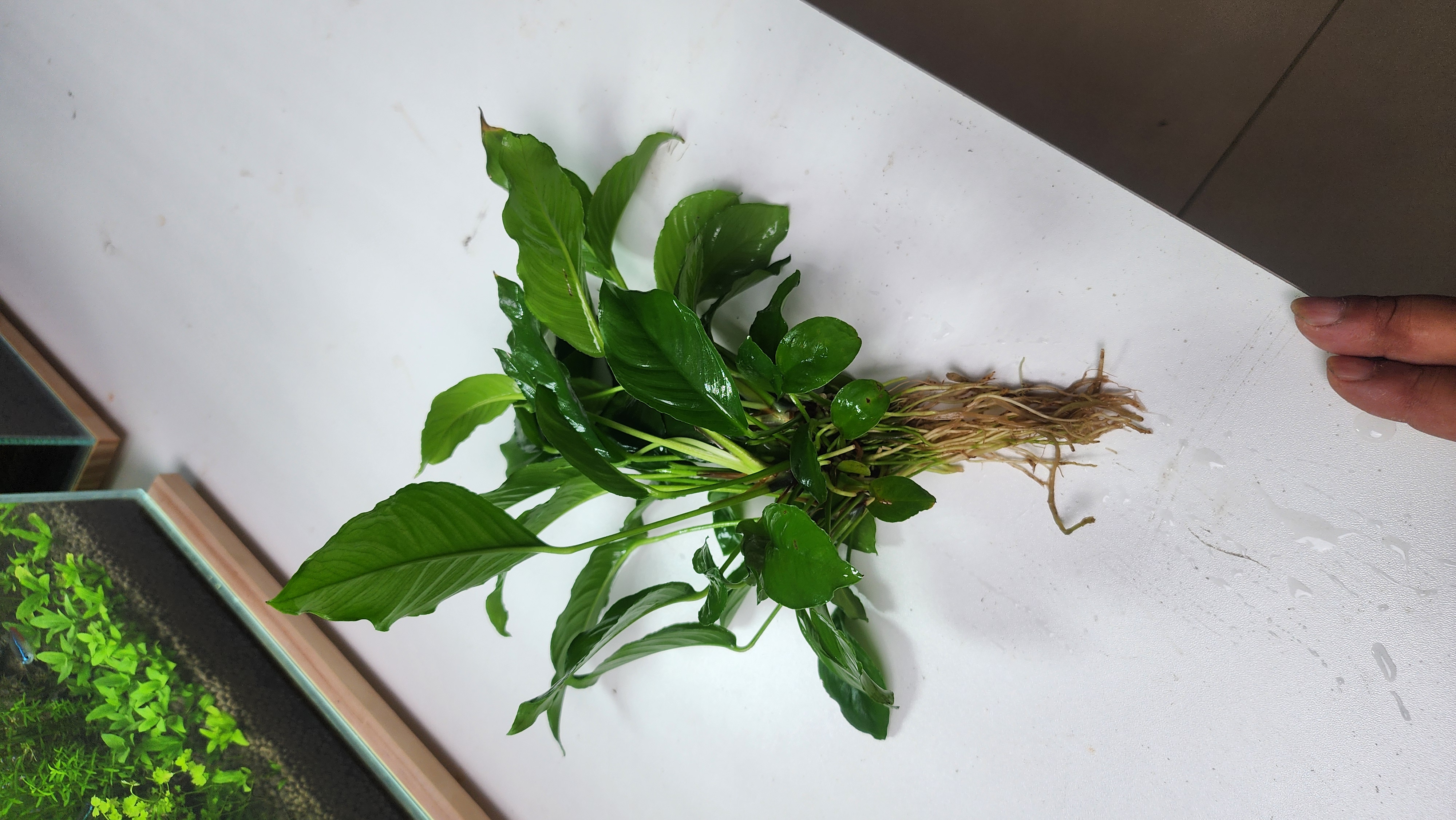 【水榕类大全】鱼缸造景水草新手好养活懒人水草阴性草鱼缸弱光水草