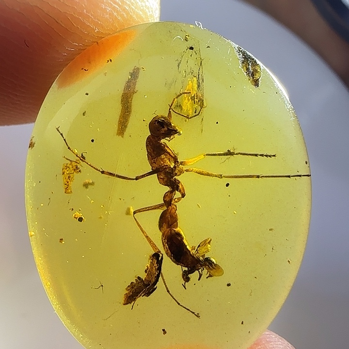 ****제未镶嵌琥珀裸石虫珀