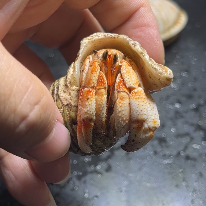 闪3号毛球2.1口径