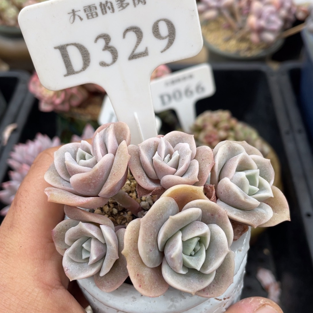 329可爱玫瑰不带盆8厘米