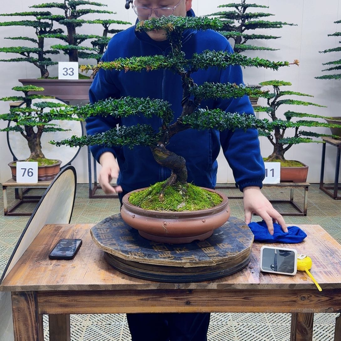 无花朵珍珠罗汉松造型盆景