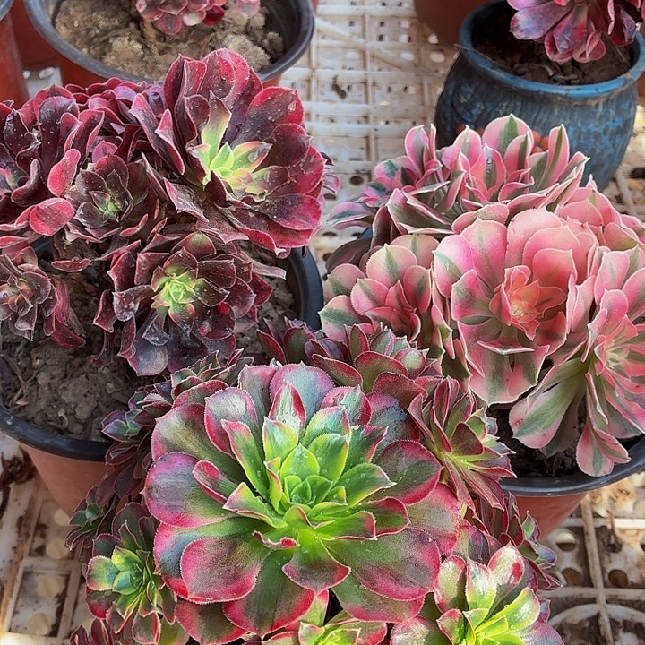 小美杜莎+小粉女巫+小安娜包邮