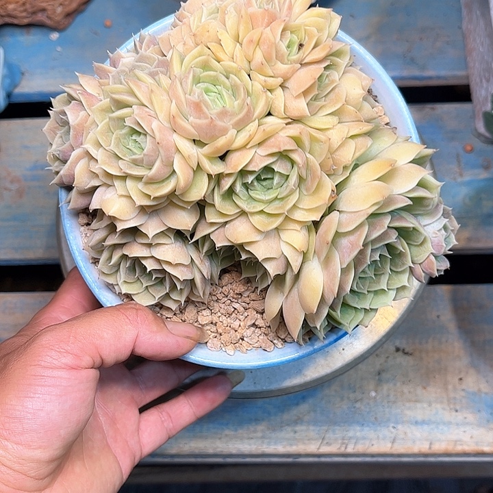 多肉植物一物一拍