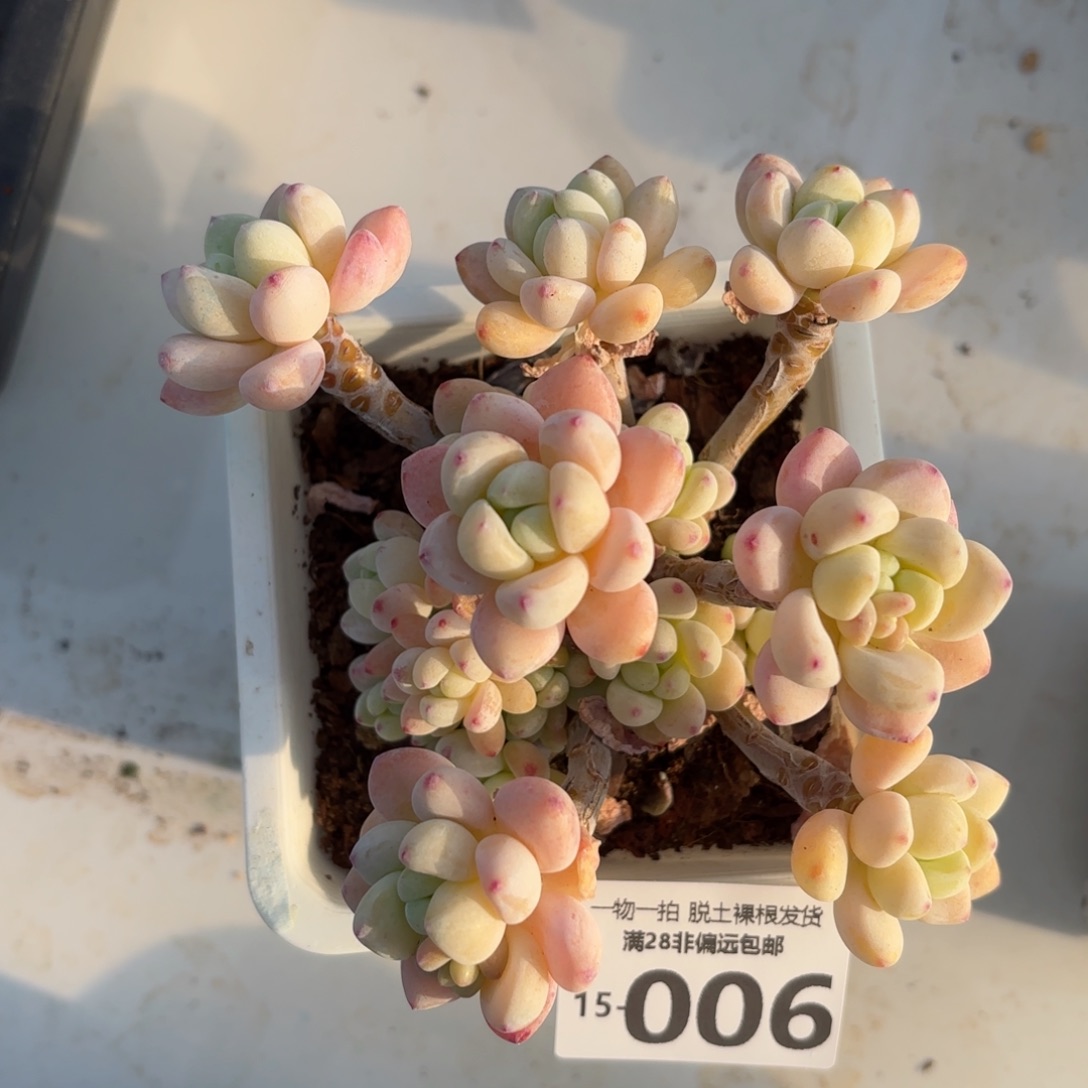 樱花罗绮老桩多肉