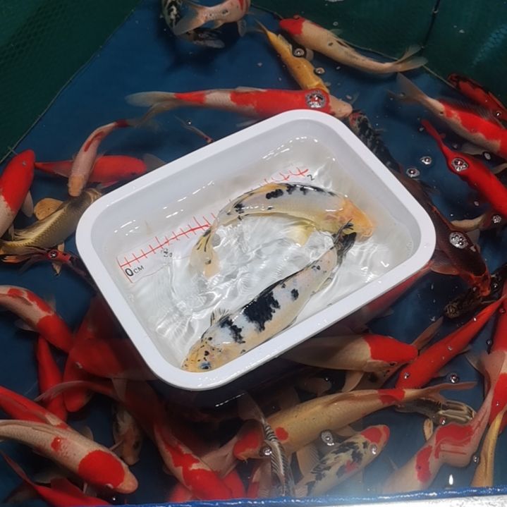 锦鲤稀*！！！！！！！！！！！！！！！！