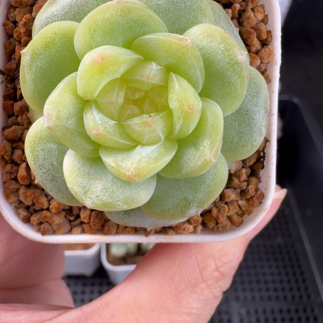 狼家新品珍妮优选一颗176号