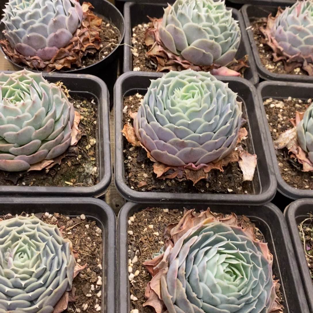 63。蓝丝绒。单头。