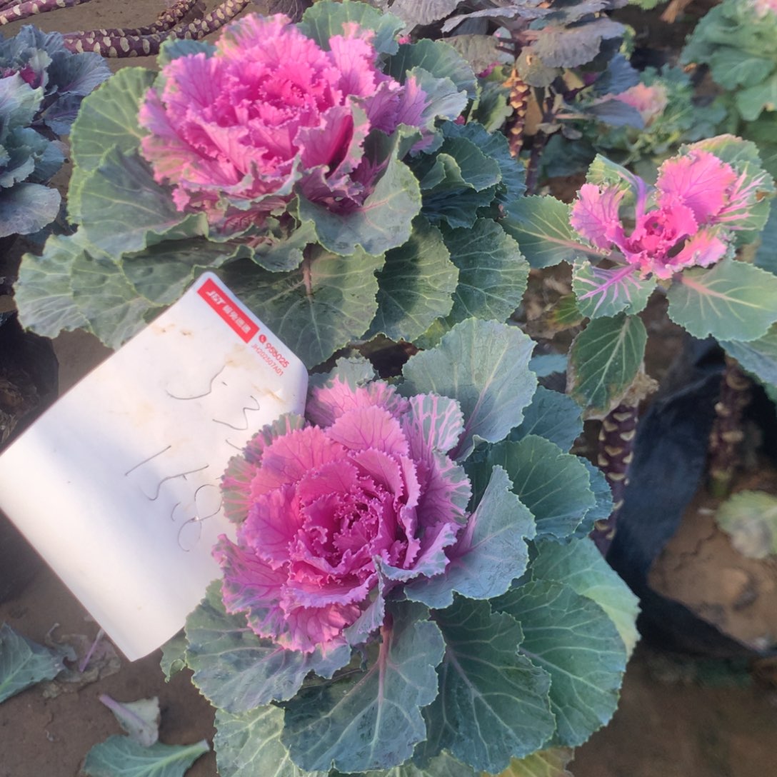 唉***喂5339甘蓝多肉多肉植物