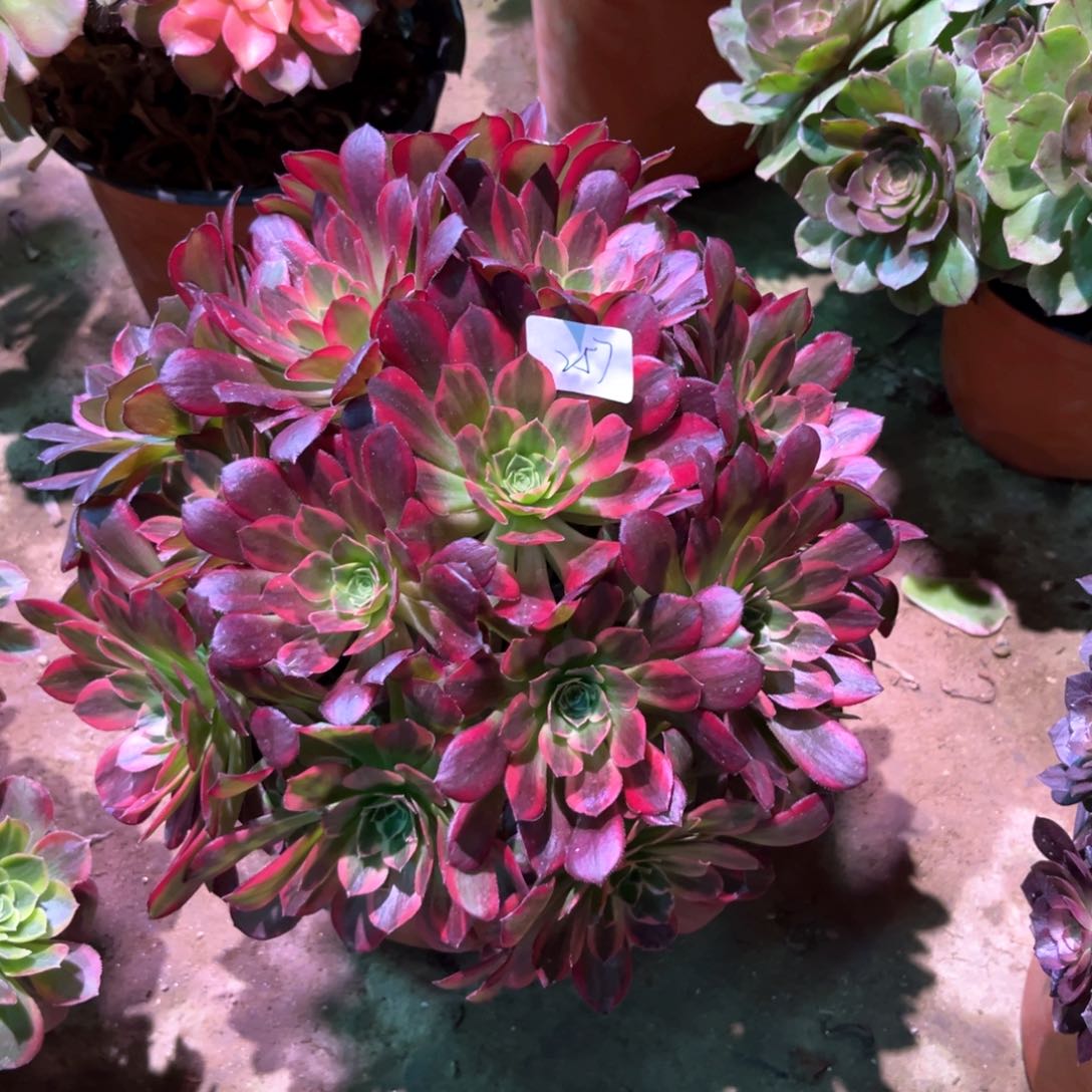 多肉植物安娜257
