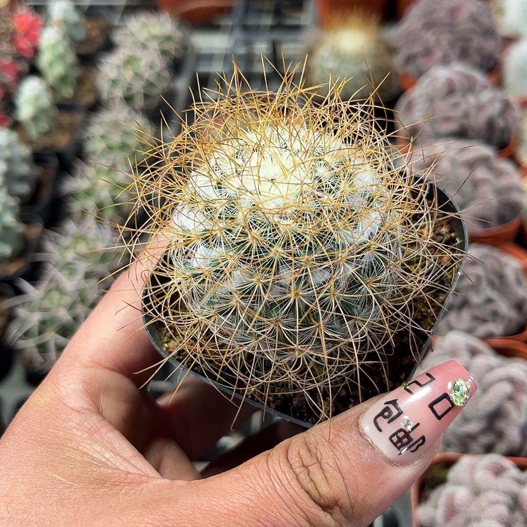 单头实生海泉单头发货