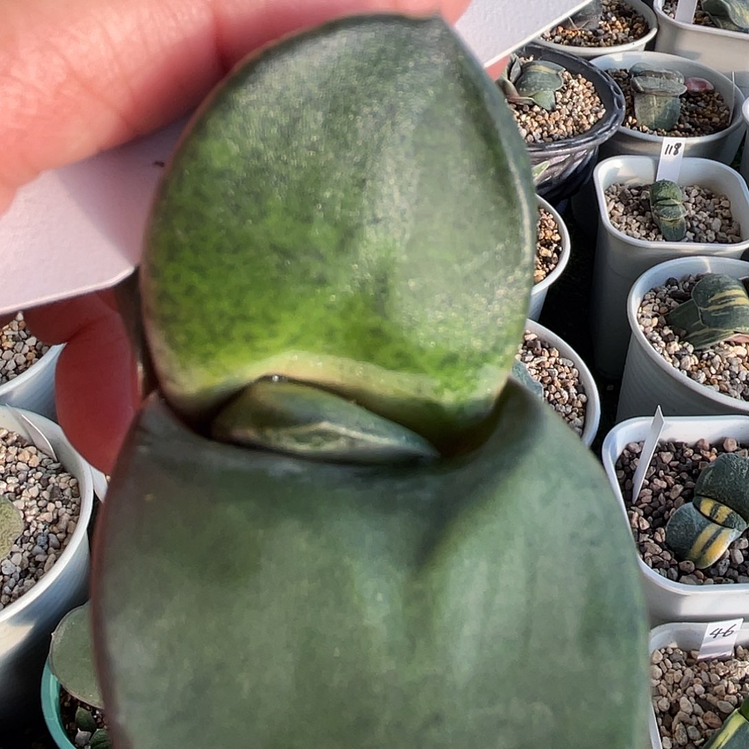 242鲨鱼掌转11111111111