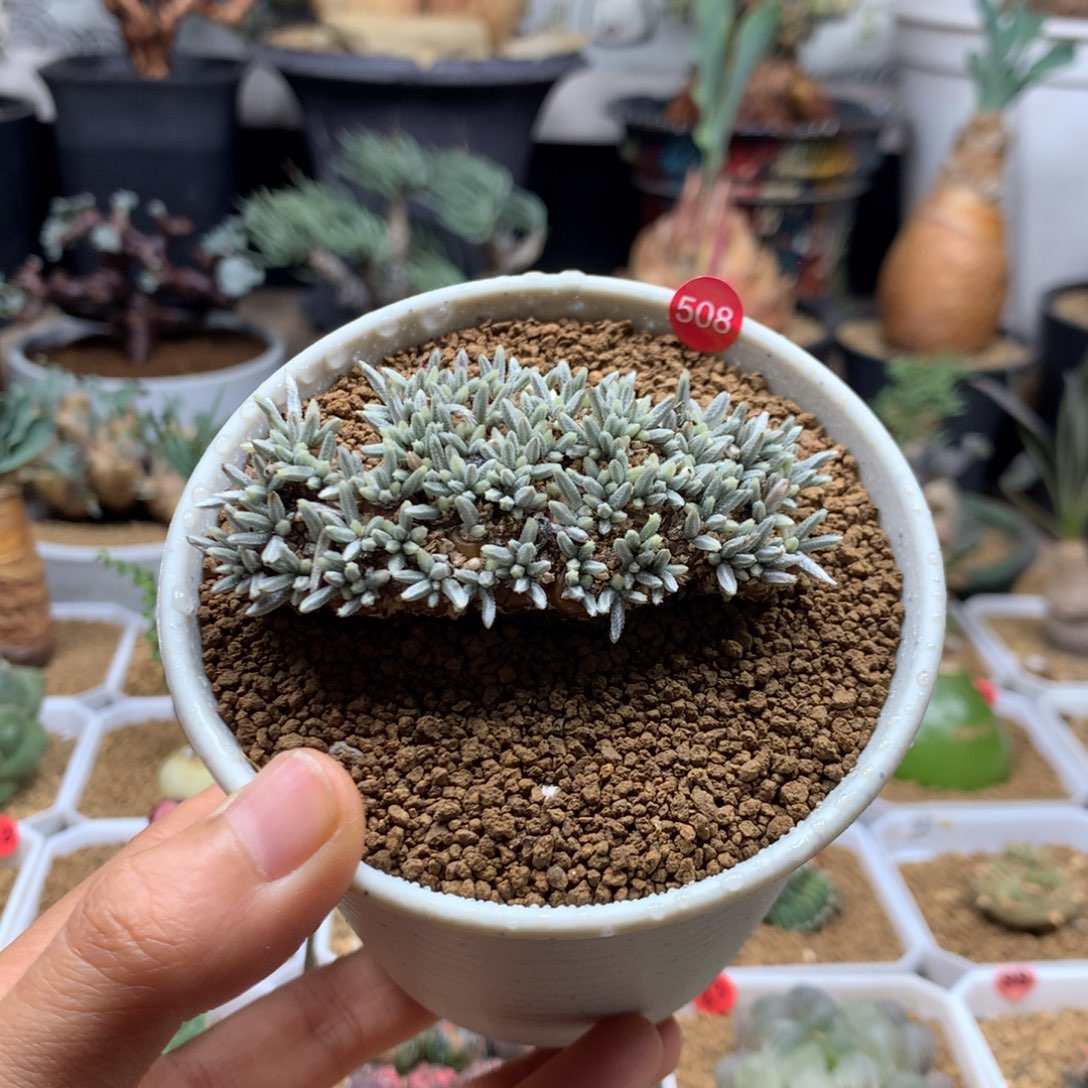 白花韧锦带盆福利508