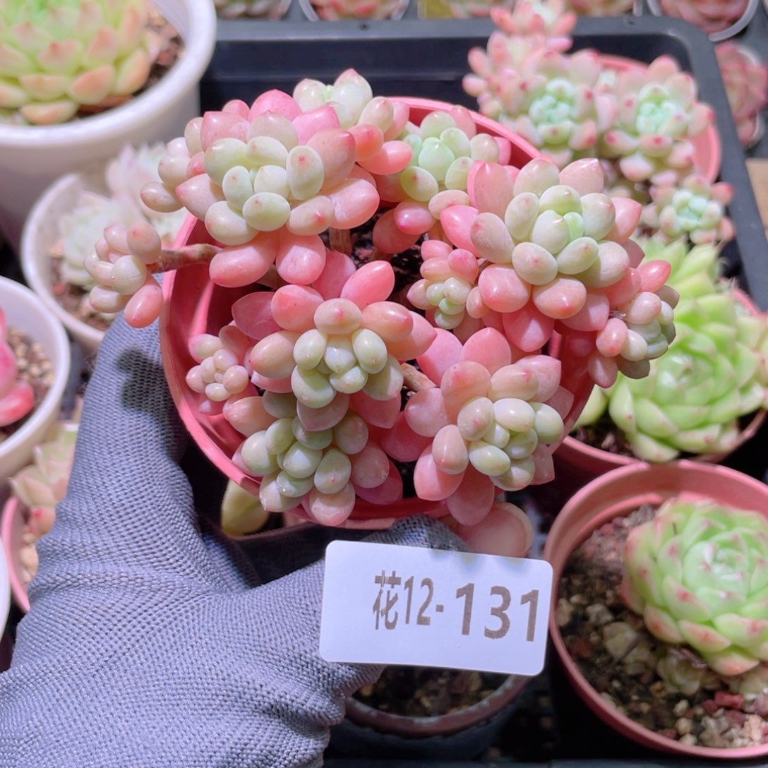 花利美12-131鱼子酱