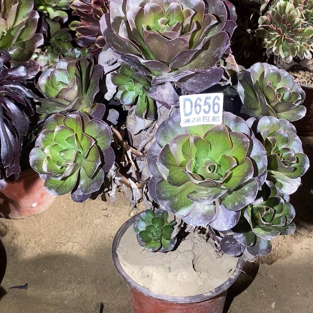 管***蛋656 多肉植物一物一拍