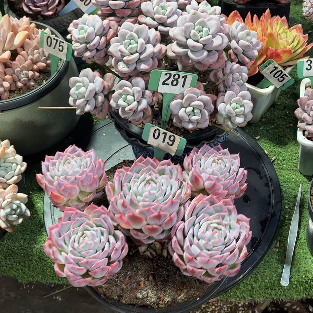 ****李孤星组合多肉植物保护281