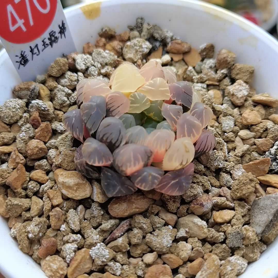 470号潘灯玉露锦一物一拍带盆土发货