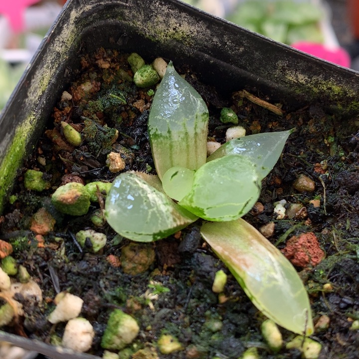 冰皇寿带盆土发货