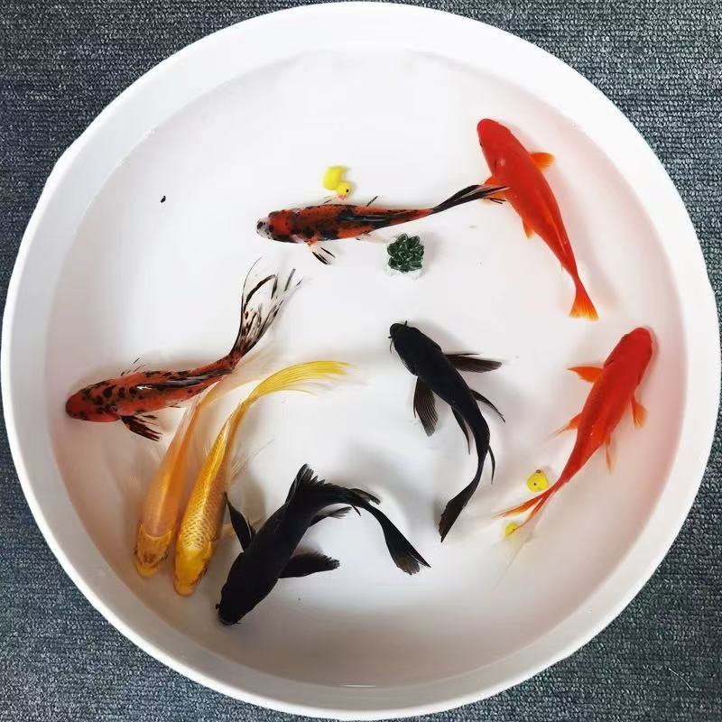 【七星高照礼包】4-6厘米7条丹顶红狮龙睛蝴蝶锦鲤冷水观赏金鱼包邮