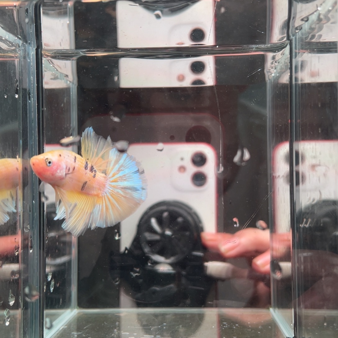 斗鱼印尼精品斗鱼43