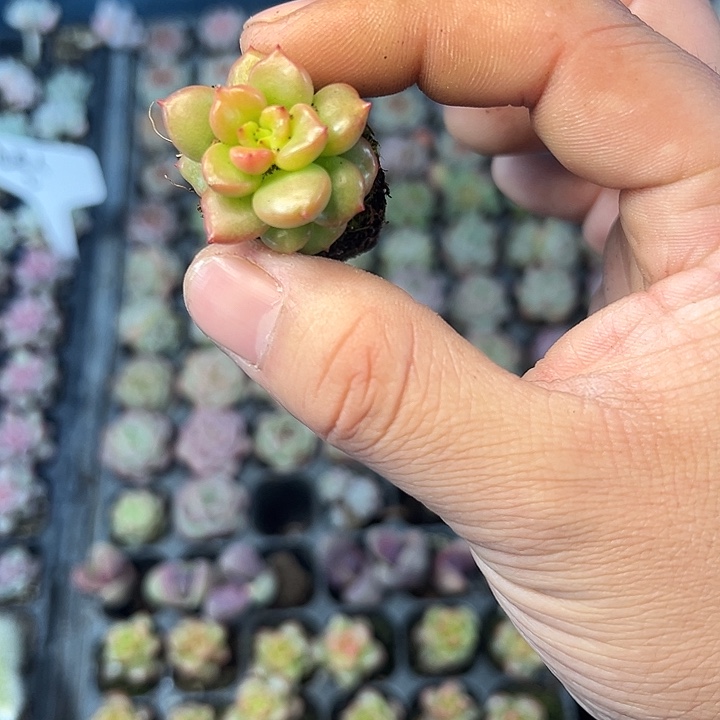 苹果花 满10颗包邮