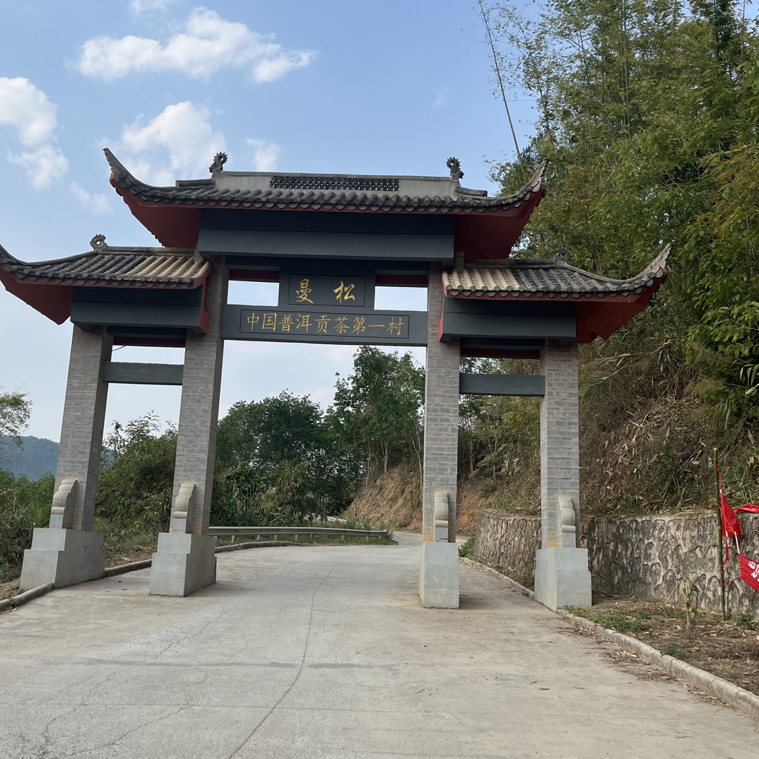 诚泰茶叶 2025年曼松单株古树8克/泡