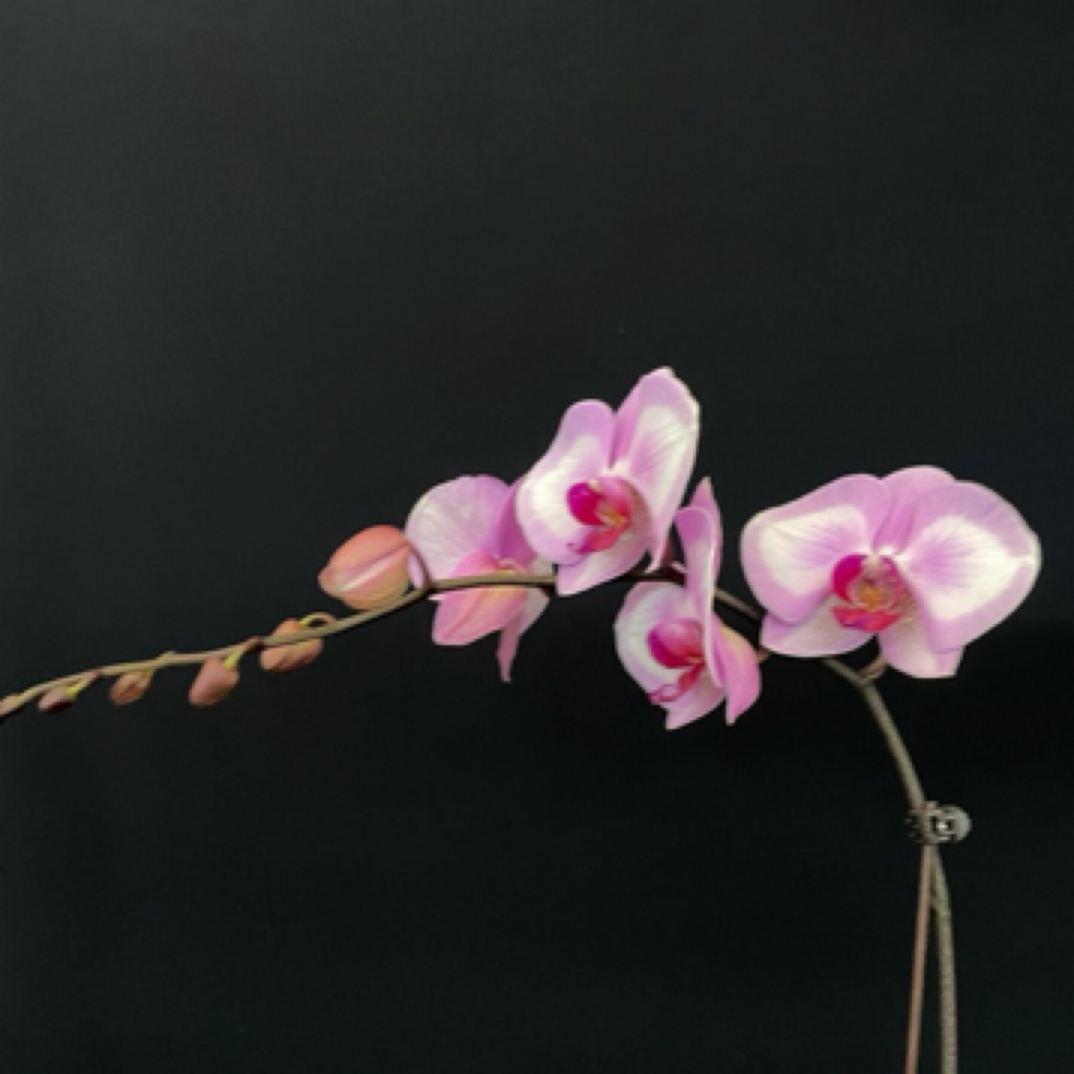 【淑女】单梗3.0寸精品蝴蝶兰盆栽室内绿植四季开花客厅景观花卉