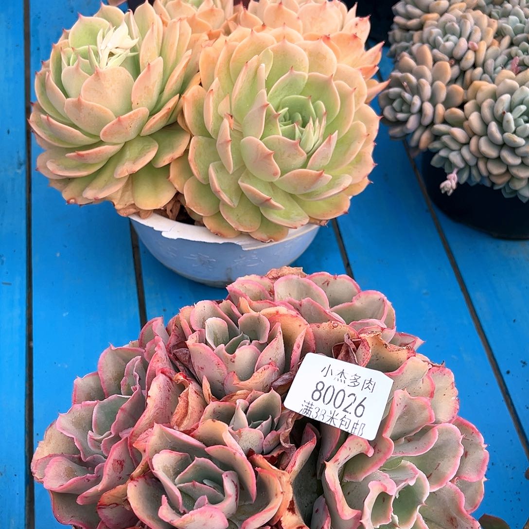 米*丫芬克包菜系80026