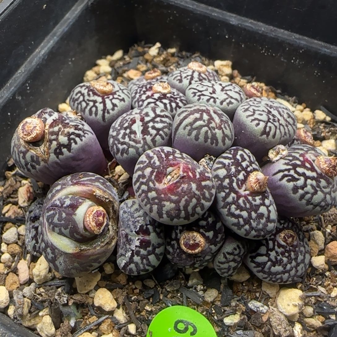 粗纹超墨群22头多肉602