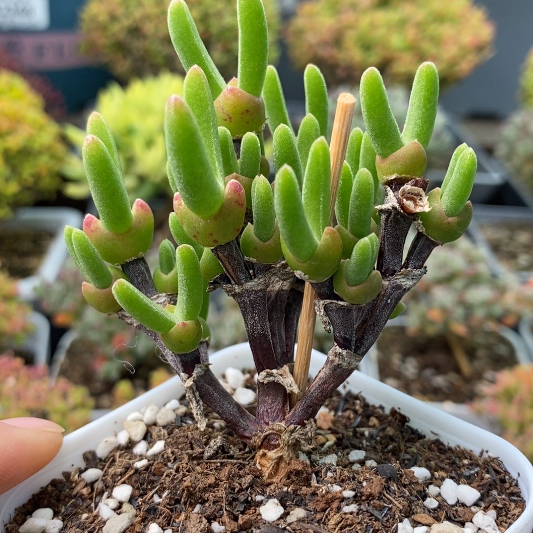 小***吖2399枝干兔子 。     