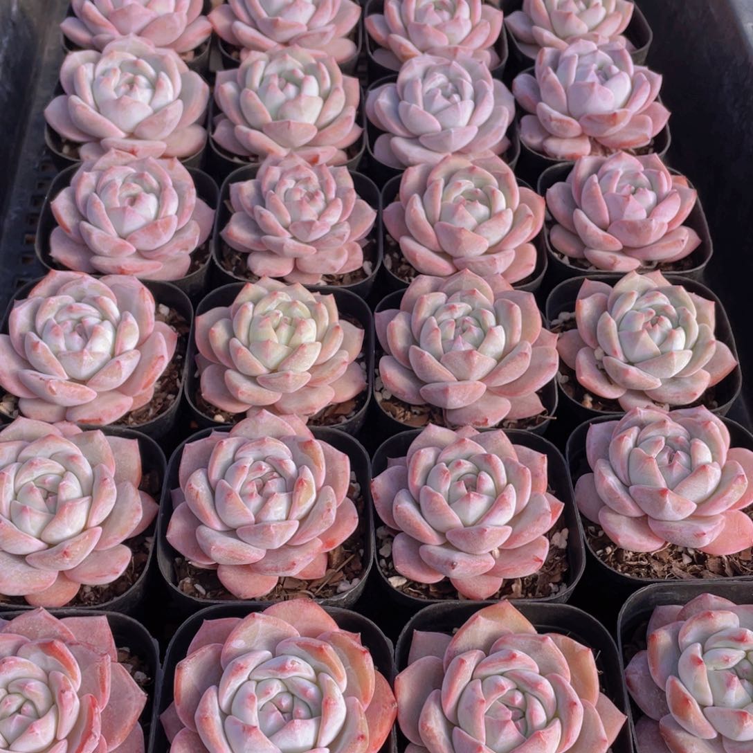 量拍33号 梦橙单头一个