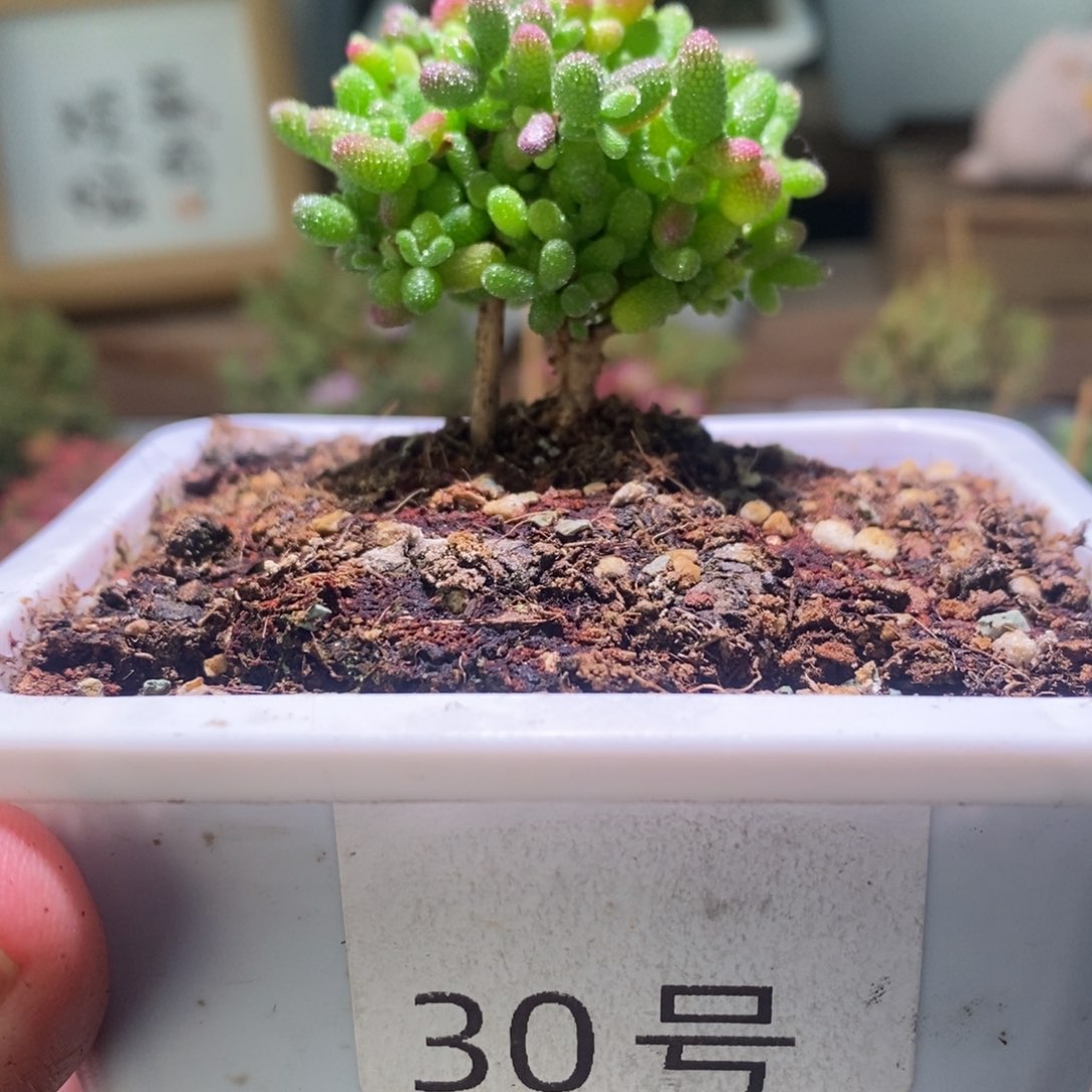 蜜橘带盆土发货一物一拍