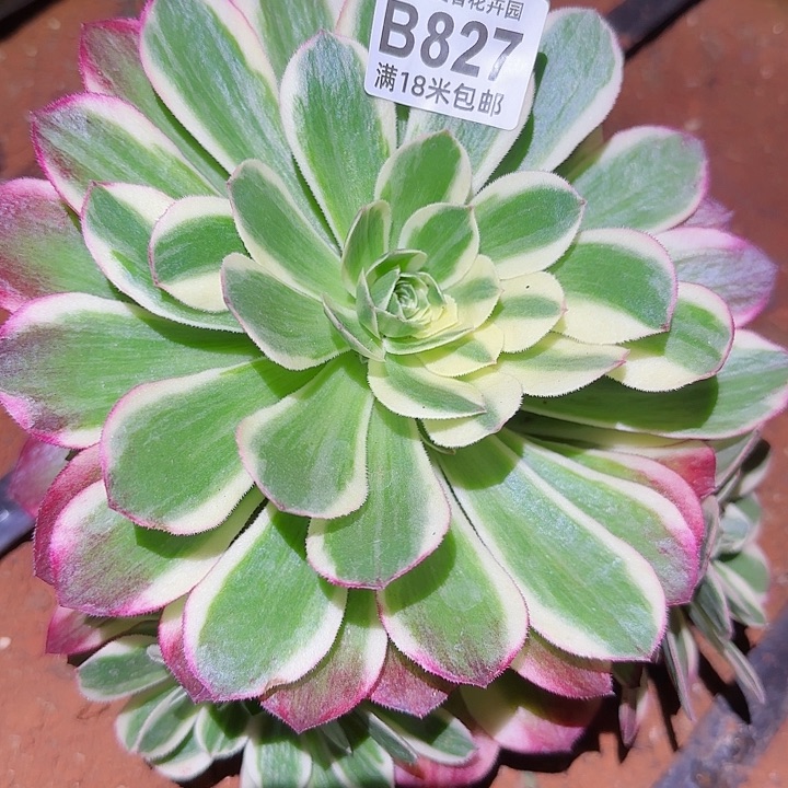 多肉法师淘宝福利