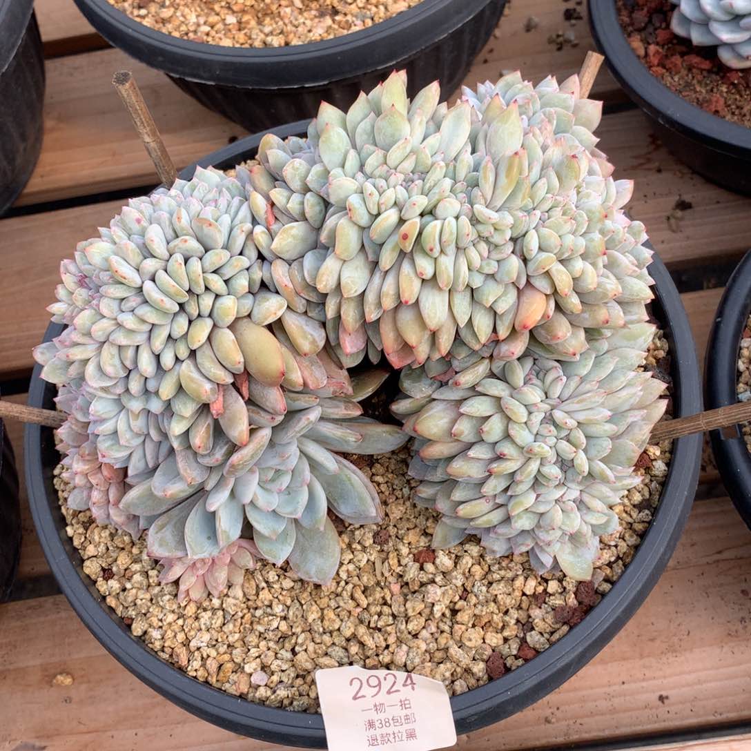 20厘米胸花星影缀2924