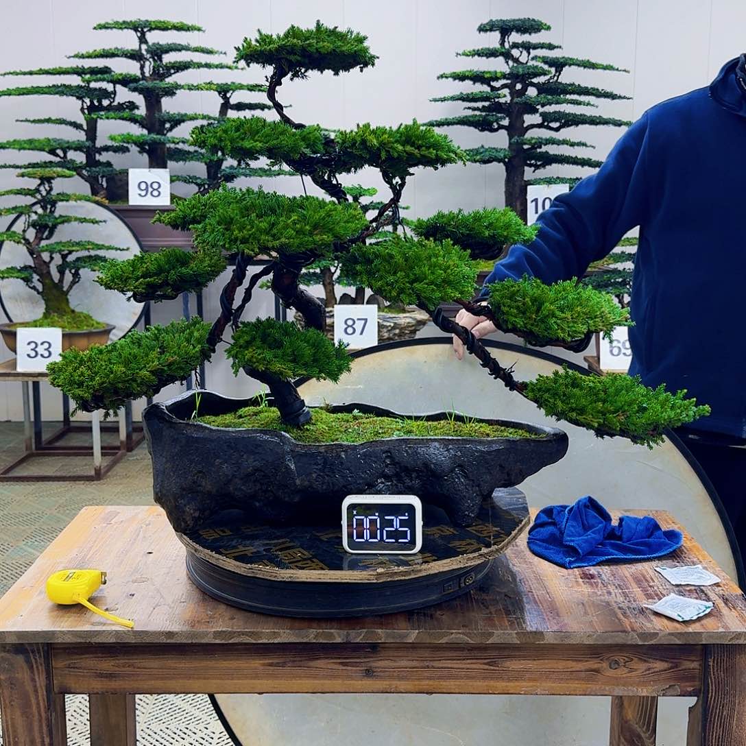 无花朵柏树造型盆景