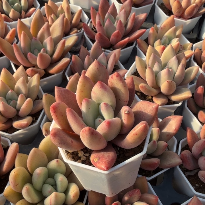 桃花源。三颗。            