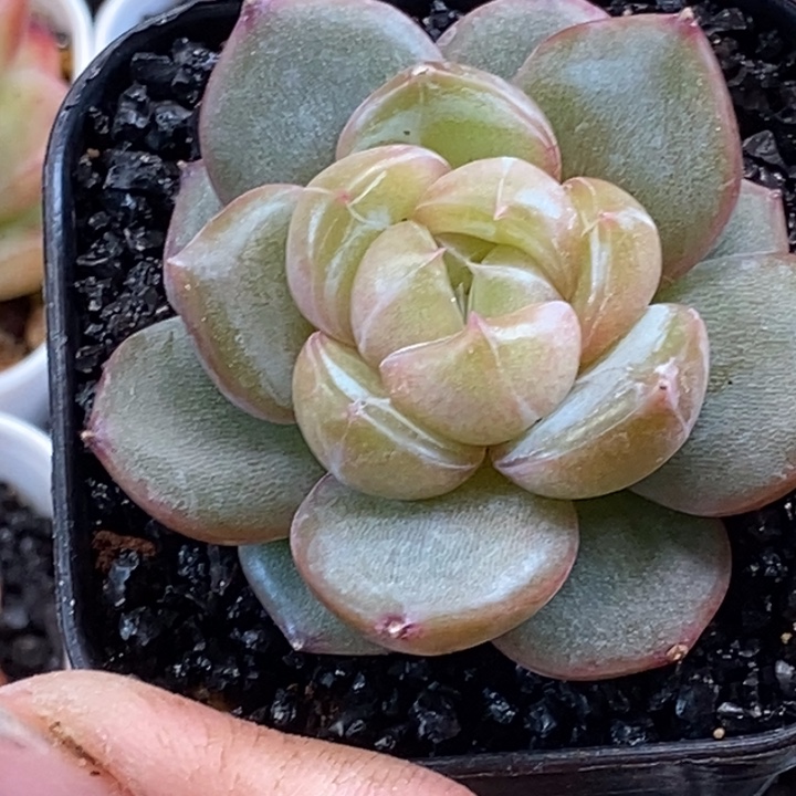 天官赐福百无禁忌