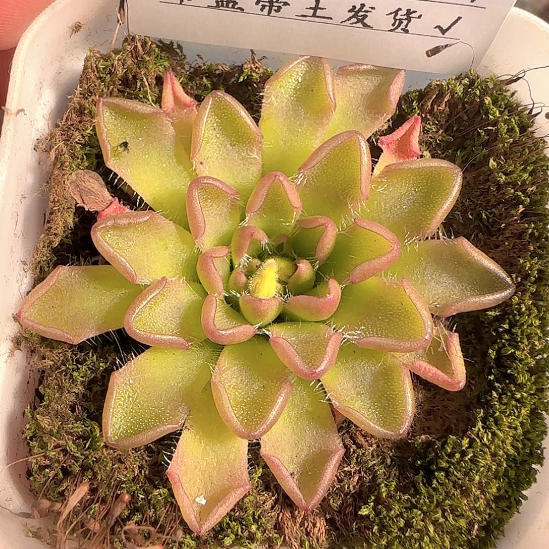 多肉1209-267近藤捕虫堇