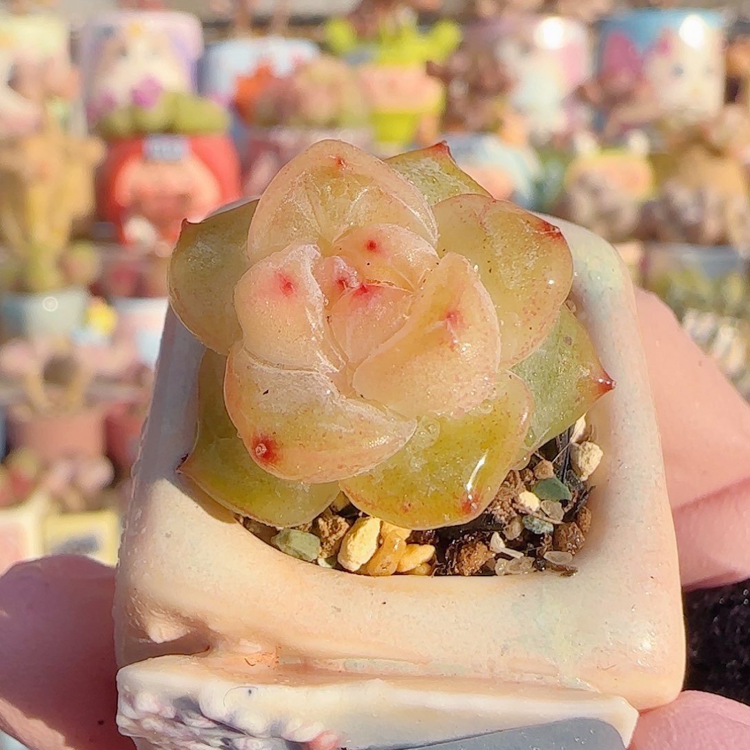 粉粉糖心 盆口2.5cm
