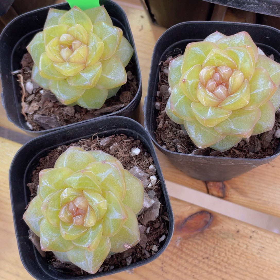 332号 绿透珍妮精品一颗