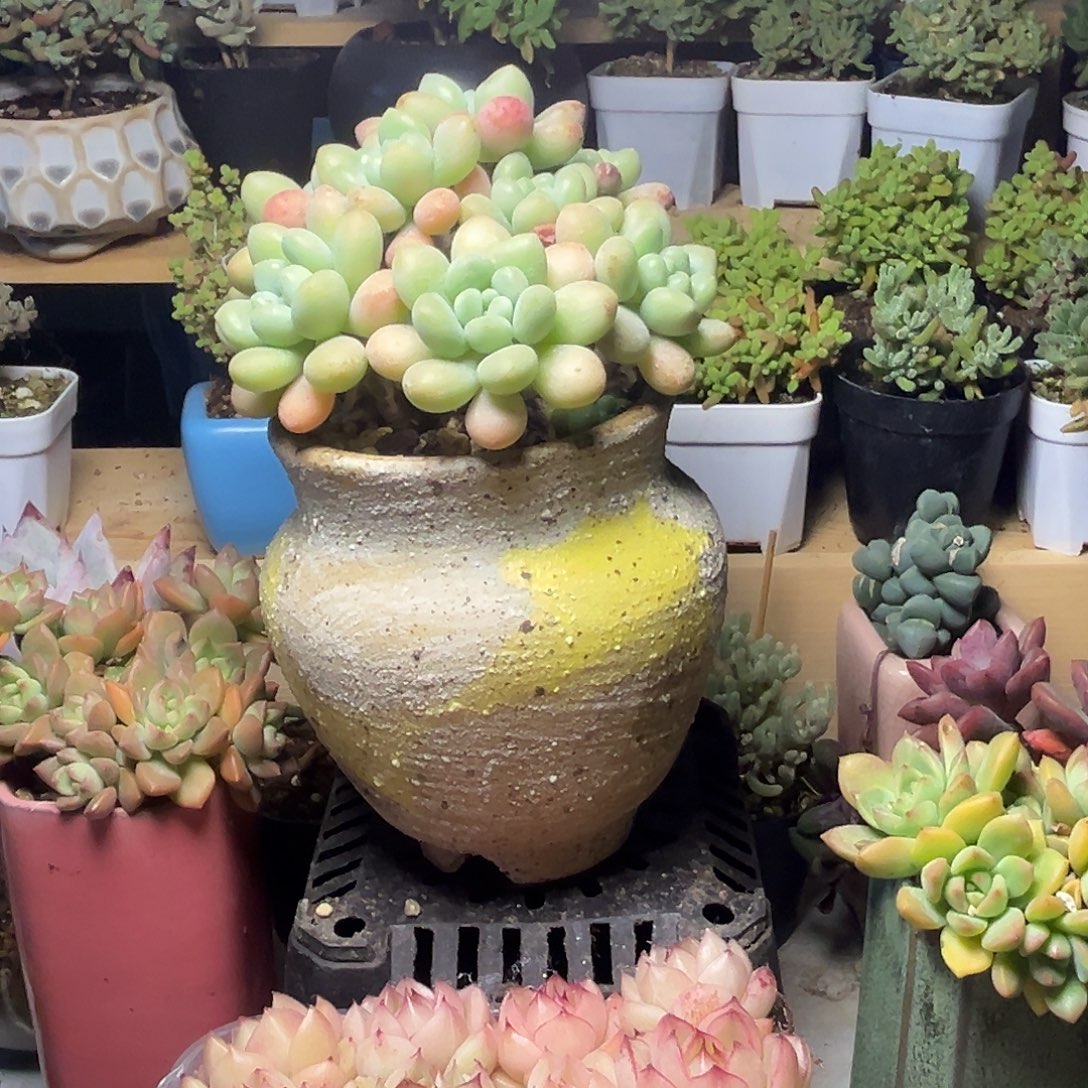 多肉植物鱼子酱净化空气