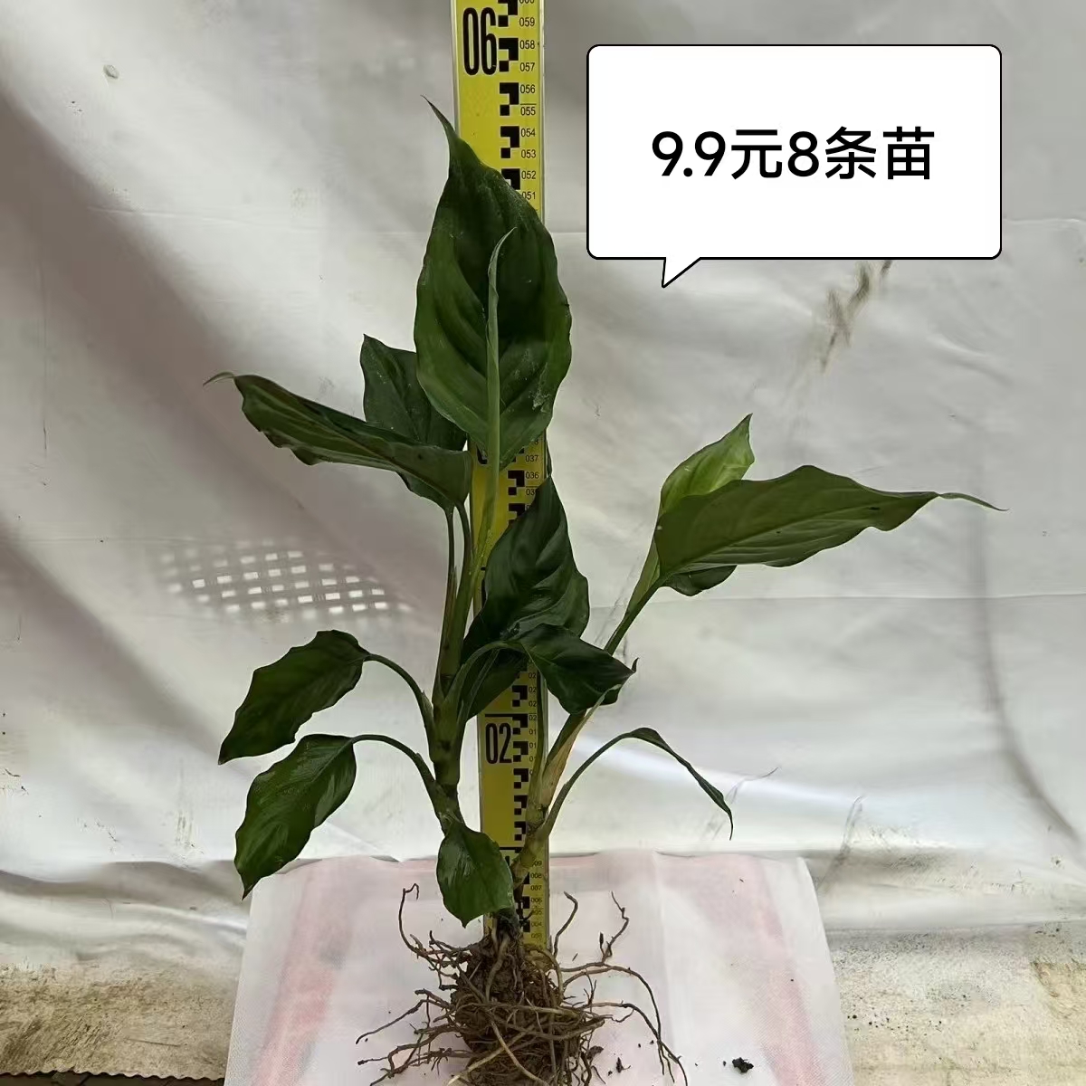 万年青苗广东绿植四季常青水培吸甲醛净化空气基地直发带原土室内