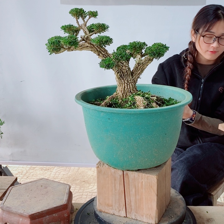 无花朵信*记广东黄杨