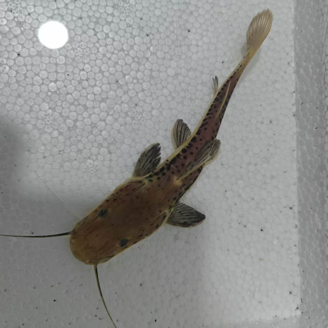 亚马逊河巨怪军舰鸭嘴苗