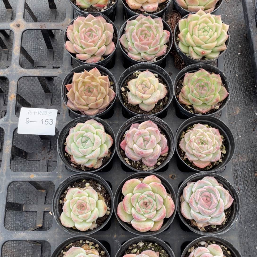 一物一拍18棵9-153