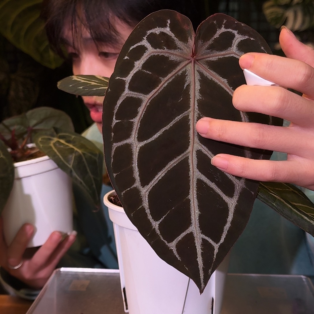 不开花植物M75神奇男孩杂安吉拉