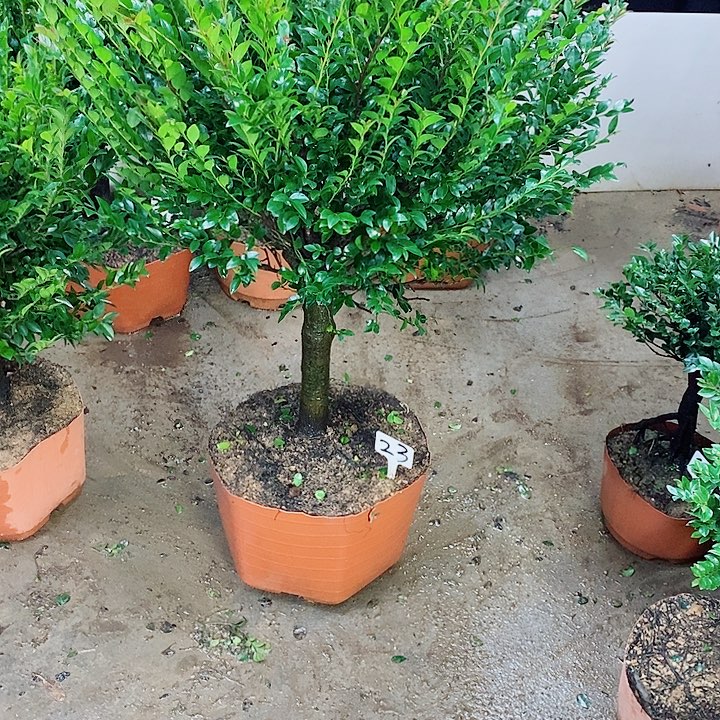 当前无花栽培后可以开花