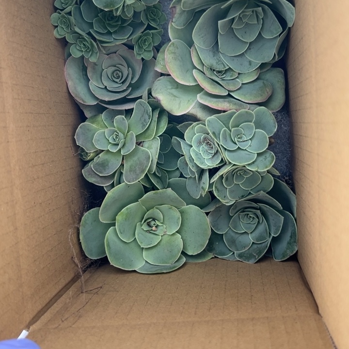 苗苗山地玫瑰多肉植物15