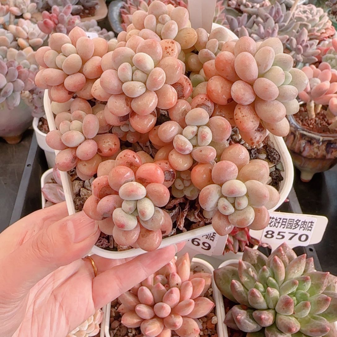 多肉植物8573…………