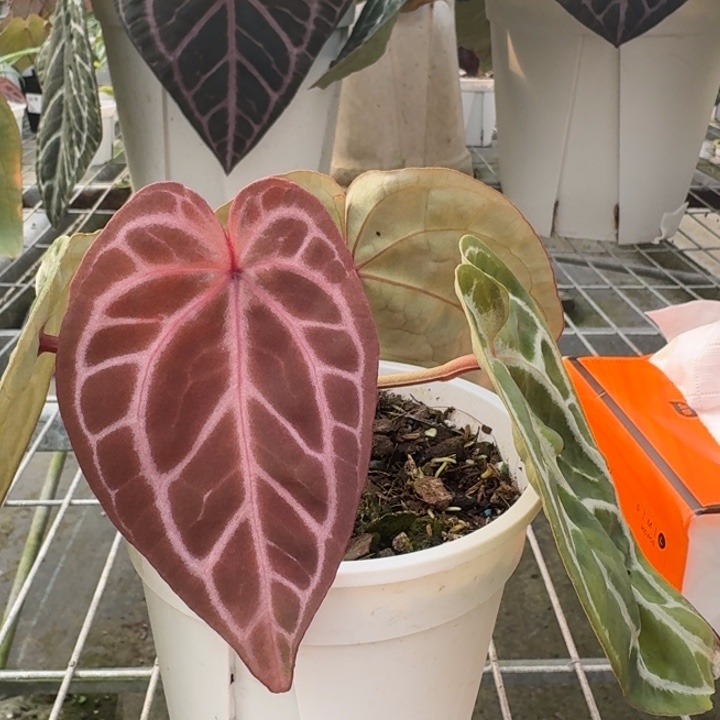 完全开放3号wonderboy